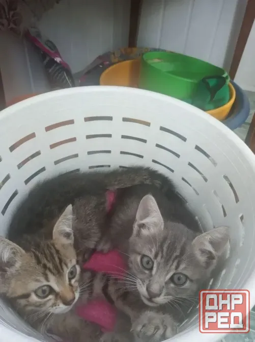 Отдадим котят в добрые руки Донецк - изображение 2