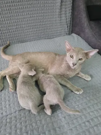 Ориентальные котята Донецк