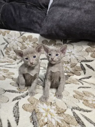 Ориентальные котята Донецк