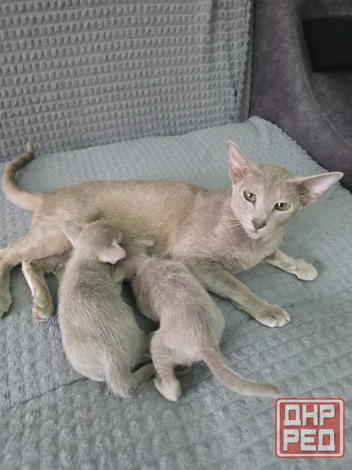Ориентальные котята Донецк - изображение 2
