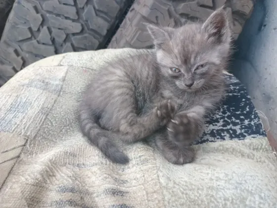 Отдам милых котят Донецк