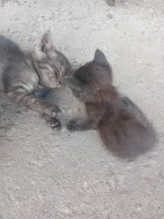 Отдам милых котят Донецк