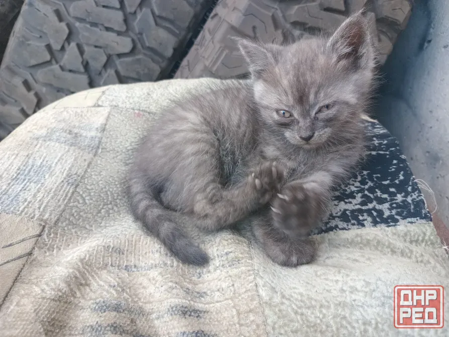 Отдам милых котят Донецк - изображение 1
