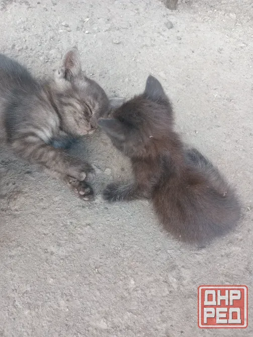 Отдам милых котят Донецк - изображение 2