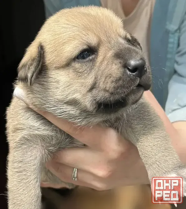 Щенки- малыши в добрые руки бесплатно Макеевка - изображение 4