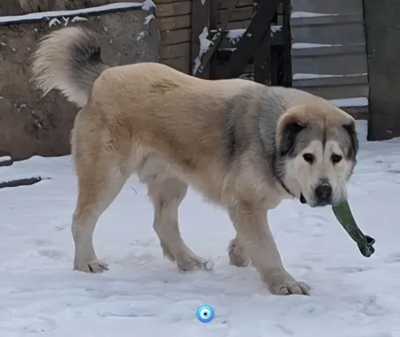 Кобель алабая Донецк