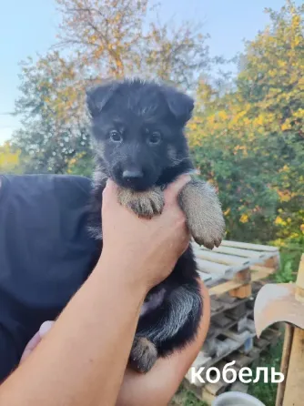 Немецкие овчарки Донецк