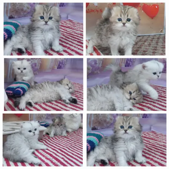 Шотландские котята Донецк
