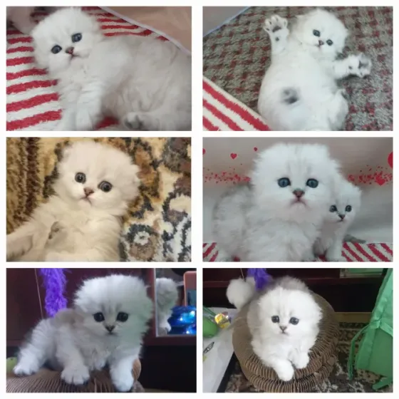 Шотландские котята Донецк