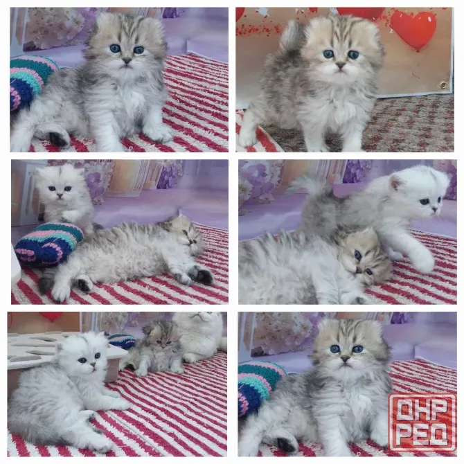 Шотландские котята Донецк - изображение 1