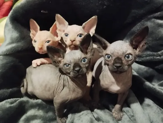Котята канадского сфинкса Донецк