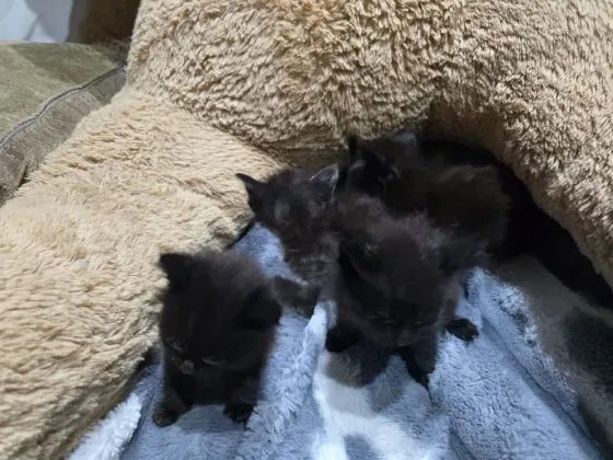 Котята в хорошие руки Донецк