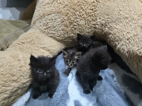 Котята в хорошие руки Донецк