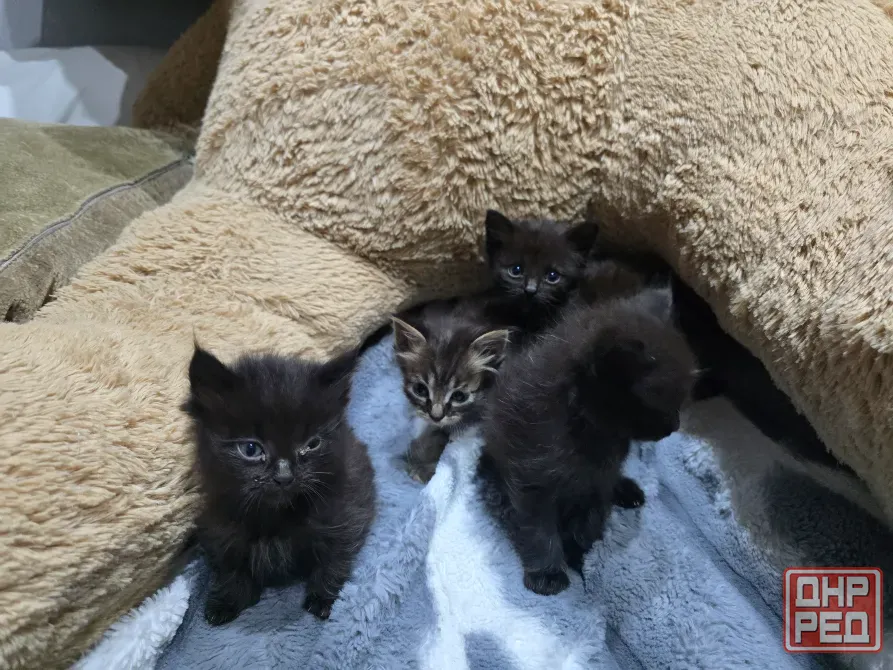 Котята в хорошие руки Донецк - изображение 1