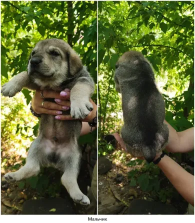 Щенки в поисках дома Макеевка