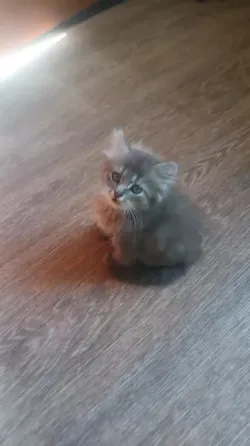 Котята Донецк