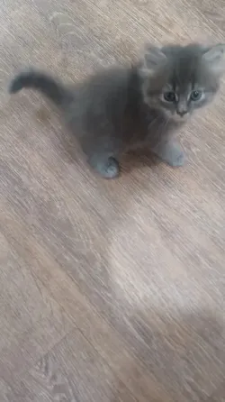 Котята Донецк