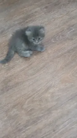 Котята Донецк