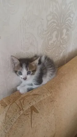 Котята Донецк