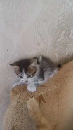 Котята Донецк