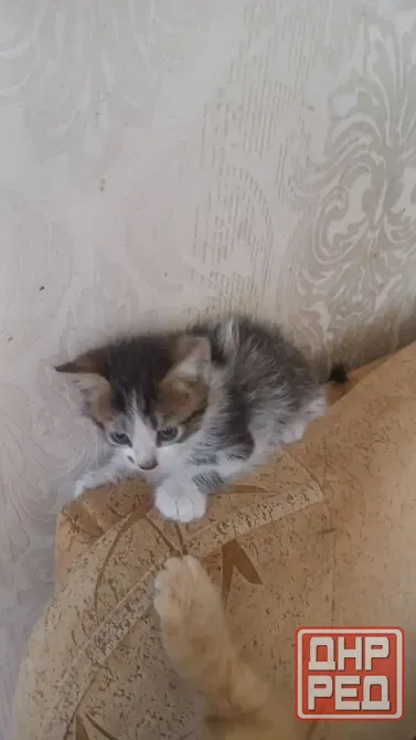 Котята Донецк - изображение 3