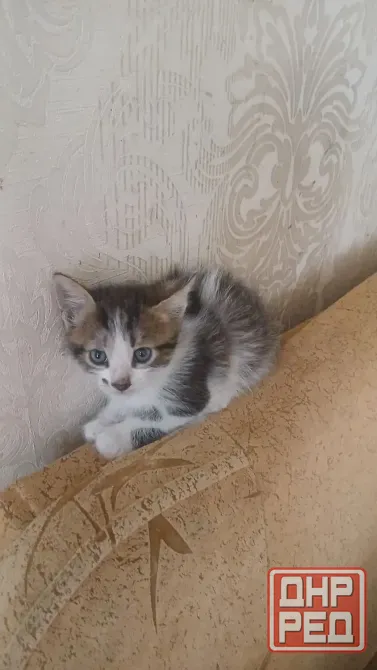 Котята Донецк - изображение 4