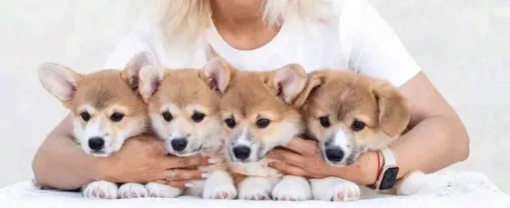 Щенки Корги пемброк Донецк