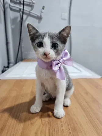 Котята в добрые ручки Мариуполь