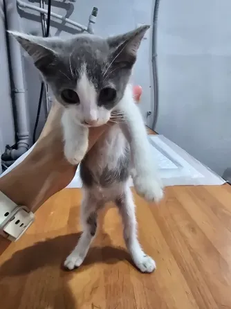 Котята в добрые ручки Мариуполь