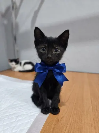 Котята в добрые ручки Мариуполь