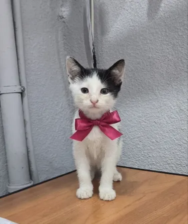 Котята в добрые ручки Мариуполь