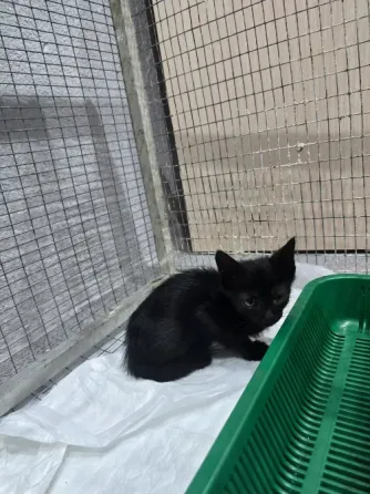 Котята в добрые ручки Мариуполь