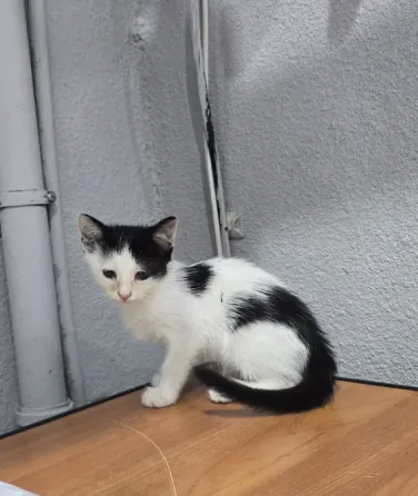 Котята в добрые ручки Мариуполь