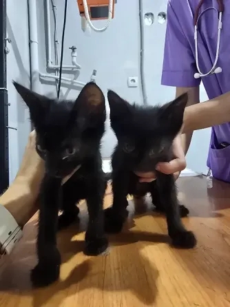 Котята в добрые ручки Мариуполь