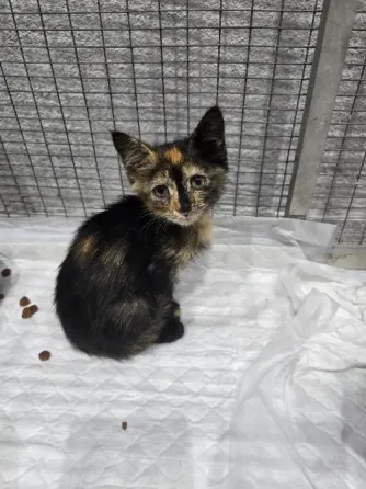 Котята в добрые ручки Мариуполь
