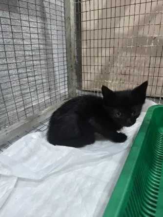Котята в добрые ручки Мариуполь