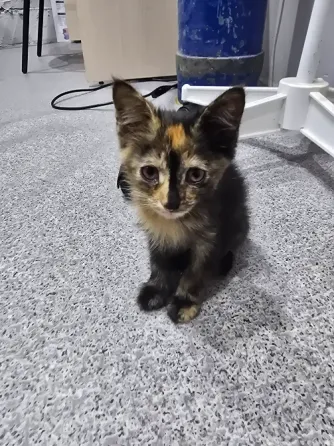 Котята в добрые ручки Мариуполь