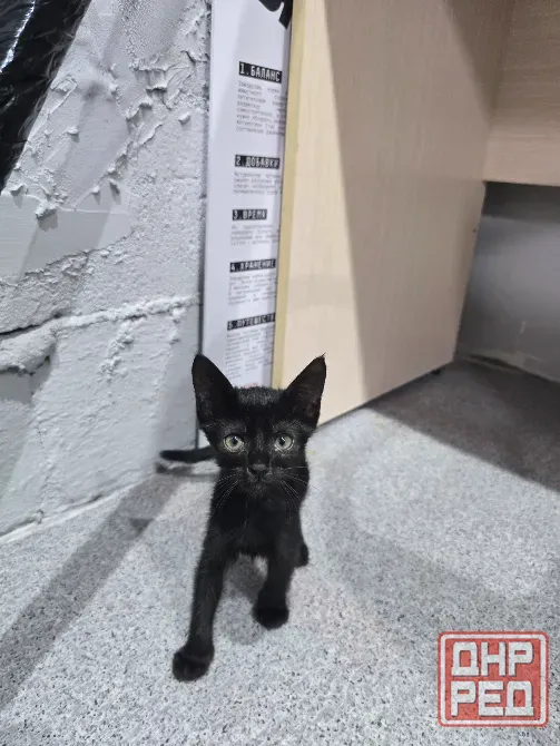 Котята в добрые ручки Мариуполь - изображение 7
