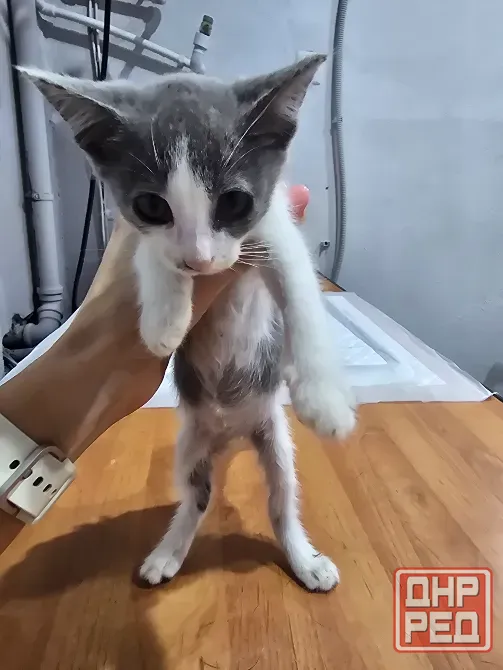 Котята в добрые ручки Мариуполь - изображение 2