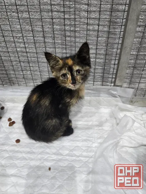 Котята в добрые ручки Мариуполь - изображение 1