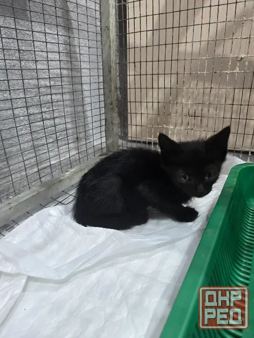 Котята в добрые ручки Мариуполь - изображение 6