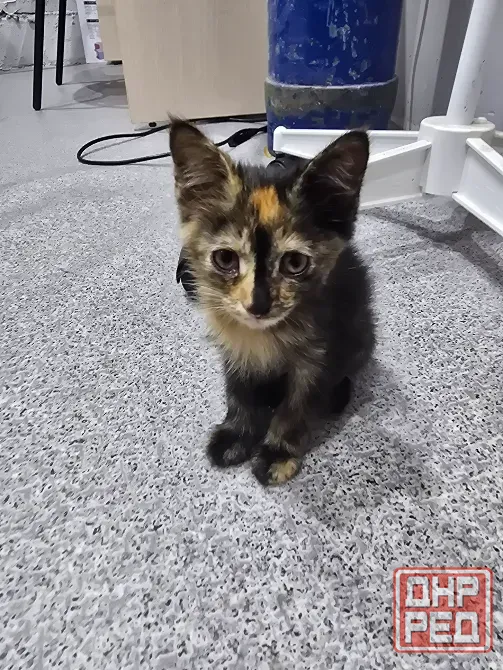 Котята в добрые ручки Мариуполь - изображение 5