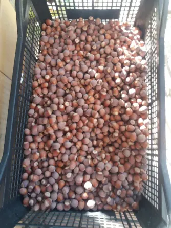 Продам фундук нечищеный Донецк