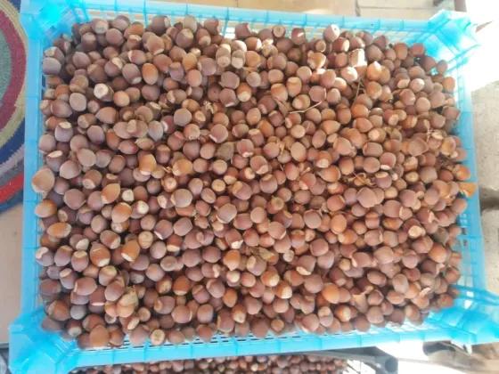 Продам фундук нечищеный Донецк
