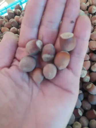 Продам фундук нечищеный Донецк