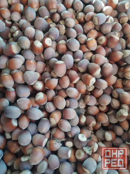 Продам фундук нечищеный Донецк - изображение 3