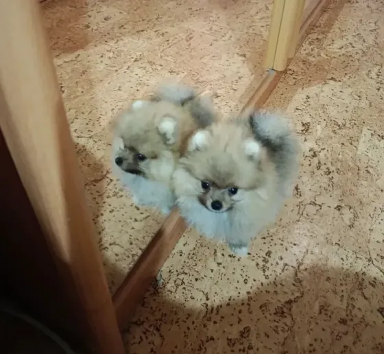 Продам собаку микро шпиц Донецк