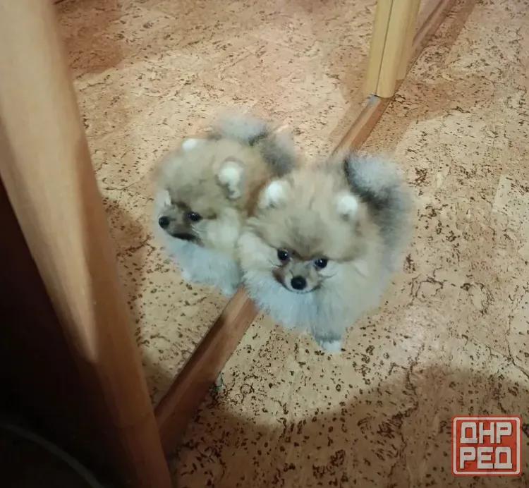 Продам собаку микро шпиц Донецк - изображение 2