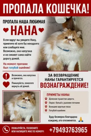 Пропала кошка Донецк