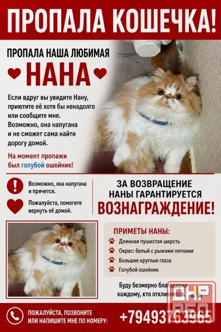 Пропала кошка Донецк - изображение 1
